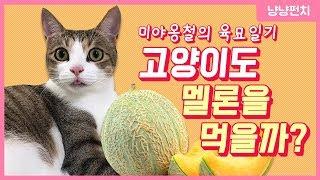 FUNNY CAT Video 2019_cats like melon