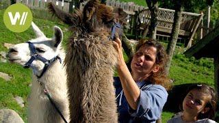 Treating exotic farm animals: On tour with a vet in the Alps