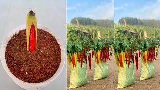 How to grow chili to produce a lot of fruit in soil Bags for beginners