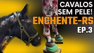 Cavalos imersos nas enchentes do RS perdem até 40% da pele-Episódio 03