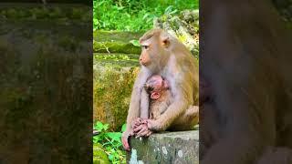 Hak Han MDJ Enjoy Watching Abandon Baby Monkey - Daily Wildlife Monkey