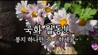 국화 월동준비 아주 쉬운방법/국화 월동 봉지하나,낙엽만 있음돼요 ^^**/월동준비/주택가드닝