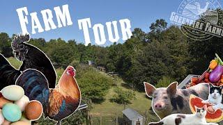 Rare Chicken Farm Tour!│Greenfire Farms