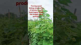 cara perawatan mentimun #music #nostalgia #caramenanammentimun #sawah