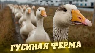30 миллионов на ферму. Жизнь фермера. Гуси. Как это сделано
