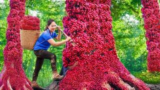 Harvest Golden Apple Snail Eggs in the Forest & Go to Market Sell | Unique and Strange | Lý Thị Hằng