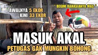 BOLEH DITIRU️Rahasia Sukses Bisnis Sapi Bermula 5 Ekor Menjadi 33 Ekor Sapi