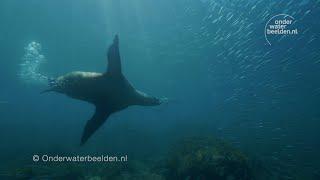 Zeeleeuw raast als een dolle door het water