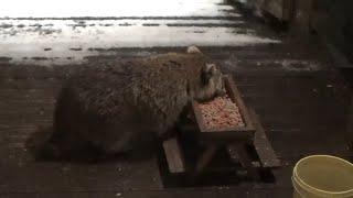 Thursday Night One Hungry Raccoon