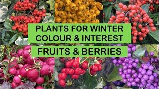 PLANTS FOR WINTER COLOUR & INTEREST – FRUITS & BERRIES : fill your garden with months of colour