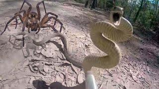 Spider vs Snake — Scariest Insect Encounters Caught on Camera