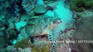 Sabang Beach Diving / 20171124