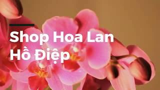 Shop Hoa Lan Hồ Điệp Quận 10 | Hoa Ba Miền