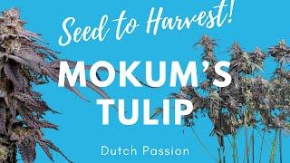 How to Grow Weed from Seed to Harvest | Dutch Passion Mokum's Tulip (2x4 AC Infinity)