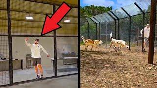 Maya gives an UPDATE on the wolfdog enclosure and runs with them at Alveus