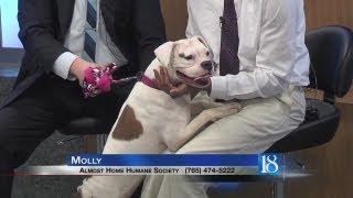 Pet of the Week