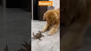 respect for pet #shorts #love #viralpet