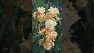#iris #garden #flowers #floriculture #plants #perennial #botany #bloom #beautiful #ирис #сад #цветы