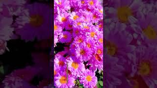 colourful flowers #beautifulflower #trendingvideo