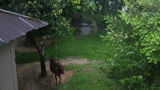 Rainy Days - Early Morning Rain for Sleeping - Relaxing Video for Stress Relief - Monsoon Season