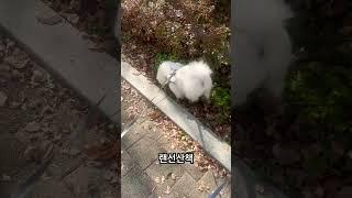 랜선산책 #dog