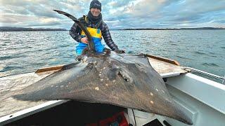 Sea Fishing UK - Fishing for Giant Skate in Scotland - These fish were HUGE!!! | The Fish Locker
