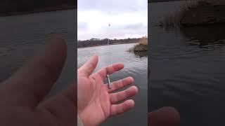 "Ленивый" монтаж отводного поводка #рыбалка #отводнойповодок #джиг #shorts