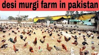 desi murgi farm in pakistan | golden misre