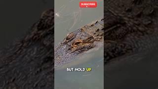 "Crocodile Fakes Drowning to Lure Humans for Dinner!"#facts #documentary #mystery #wildlife #nature