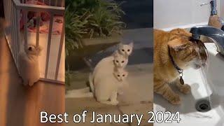 Funny and Cute Cats and Dogs Videos  - Best Funniest Animals Video 2024  Part 16