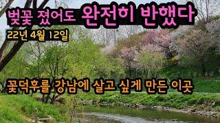 서울 벚꽃 명소 양재시민의숲 꽃비  ㅣ꽃덕후를 완전히 홀린 양재천 봄꽃 향연 ㅣ서울 벚꽃 명소 추천