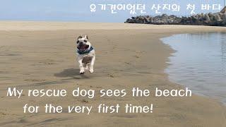 (SUB) 첫 바다를 본 강아지 반응 / Rescue Dog Sees the Beach for the First Time