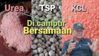 Reaksi tanaman ketika pupuk Urea, TSP dan KCL di campur bersamaan