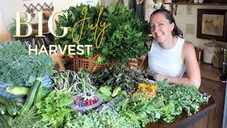 BIG July 2024 Garden HAUL! HARVEST With Me!  Zone 6B Pennsylvania