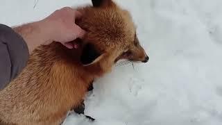 Ли Сяо / Alice the Fox Лиса Алиса (Новые люди в доме!!)