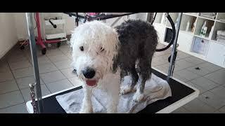 Bobtail Luna beim Hundefrisör / Bobtail at the dog groomer #grooming