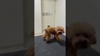 Knock knock, please open the door for dogs #cute #dogs #toypoddle