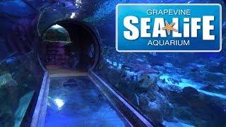 SEA LIFE Grapevine Texas Aquarium Tour & Review with The Legend