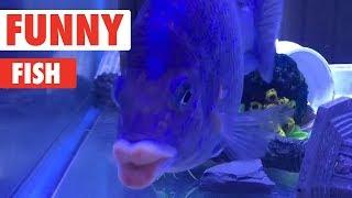 Funny Fish