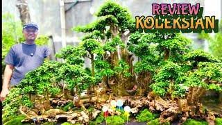 REVIEW BONSAI KOLEKSIAN SIAP KONTES BERBAGAI JENIS BONSAI JEMBER