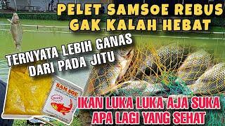 LEBIH BAHAYA DARI PADA PELET JITU ‼️ PELET SAMSOE REBUS // UMPAN IKAN MAS