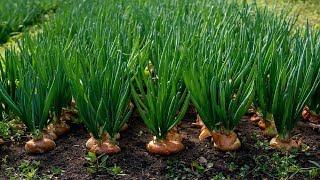 Amazing Onion Farming and Harvesting Techniques - Amazing Onion Cultivation