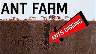 My *NEW* SUPER Cool Glass Ant Farm - Formicarium Unboxing and Review