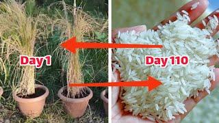 growing rice in a pot / Grow Rice in containers At Home / Gardening ideas / کاشت برنج در گلدان