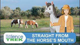 Horses: Straight From the Horse’s Mouth | Science Trek