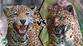 JAGUAR VS LEOPARD - PART II - Who would win?