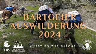 Aufstieg in die Nische | LBV Bartgeier 2024