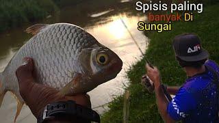 sungai Bernam viral!naik lampam gajah.ikan lampam paling dominan dalam sungai Bernam episod30.