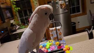 Cockatoo Morning Conversation 