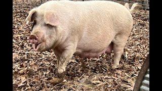 Chloe is Getting Ready to Have her Babies! | Gloucestershire Old Spots Piglets Coming Soon!!